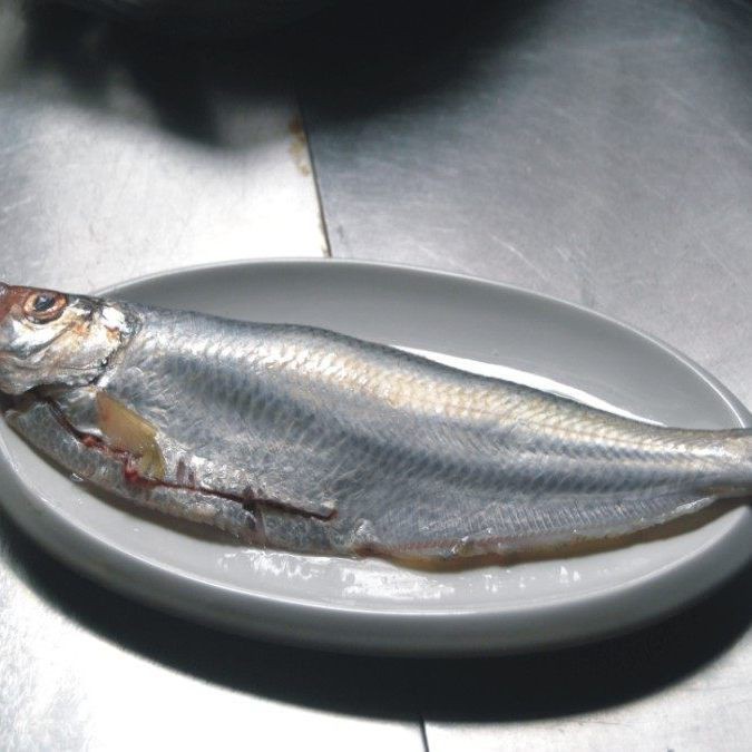 鰳魚俗稱什么魚，吃一口鰳魚把春天吃進肚里 鰳魚俗稱什么魚，吃一口鰳魚把春天吃進肚里 龍魚百科 第1張
