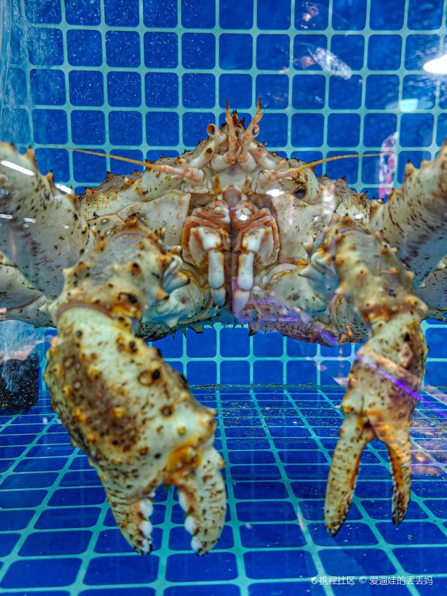 拉薩龍魚店，拉薩龍魚主題店