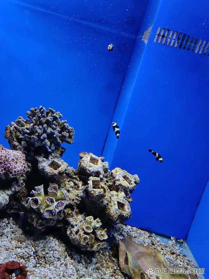 長春水族店，長春中泰海洋世界:家庭親子游的完美選擇