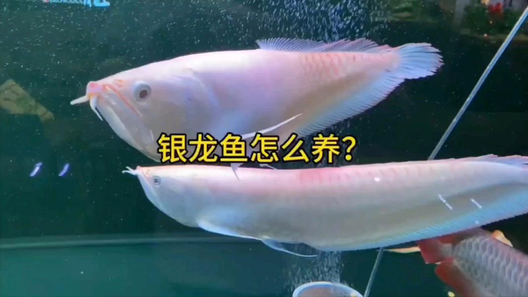 如何預防銀龍魚死亡？，今朝探物銀龍魚怎么養一個視頻給你講清楚嗶哩嗶哩嗶哩嗶哩