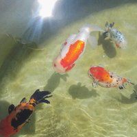 赤峰龍魚店，我們赤峰四十年·商貿篇 赤峰龍魚店，我們赤峰四十年·商貿篇 全國水族館企業名錄 第4張
