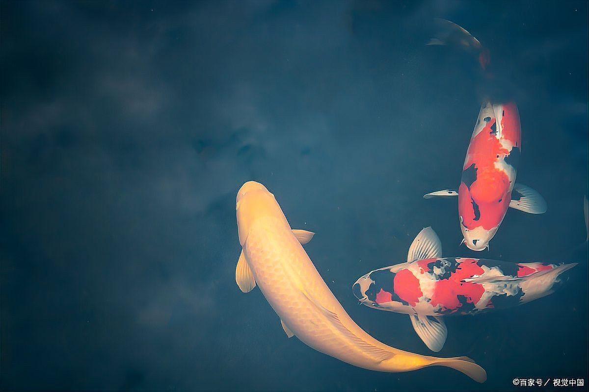 好運(yùn)錦鯉的寓意和象征，錦鯉的寓意和寓意 好運(yùn)錦鯉的寓意和象征，錦鯉的寓意和寓意 全國水族館企業(yè)名錄 第3張