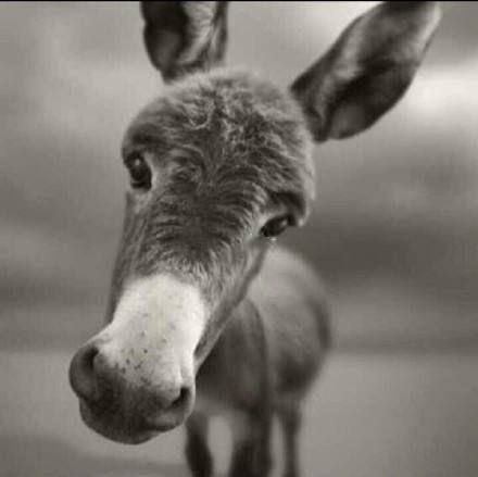 好運(yùn)錦鯉的寓意和象征，錦鯉的寓意和寓意 好運(yùn)錦鯉的寓意和象征，錦鯉的寓意和寓意 全國水族館企業(yè)名錄 第2張