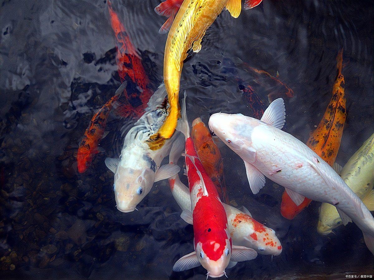好運(yùn)錦鯉的寓意和象征，錦鯉的寓意和寓意 好運(yùn)錦鯉的寓意和象征，錦鯉的寓意和寓意 全國水族館企業(yè)名錄 第13張