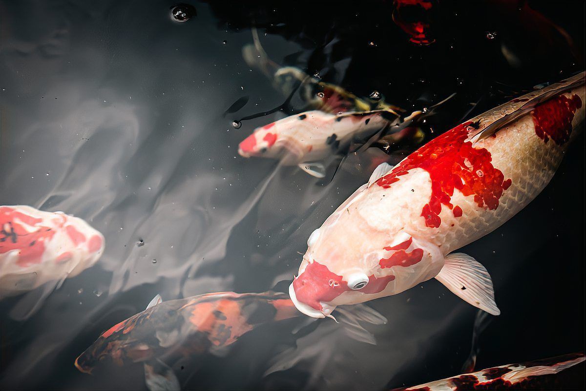 好運(yùn)錦鯉的寓意和象征，錦鯉的寓意和寓意 好運(yùn)錦鯉的寓意和象征，錦鯉的寓意和寓意 全國水族館企業(yè)名錄 第18張