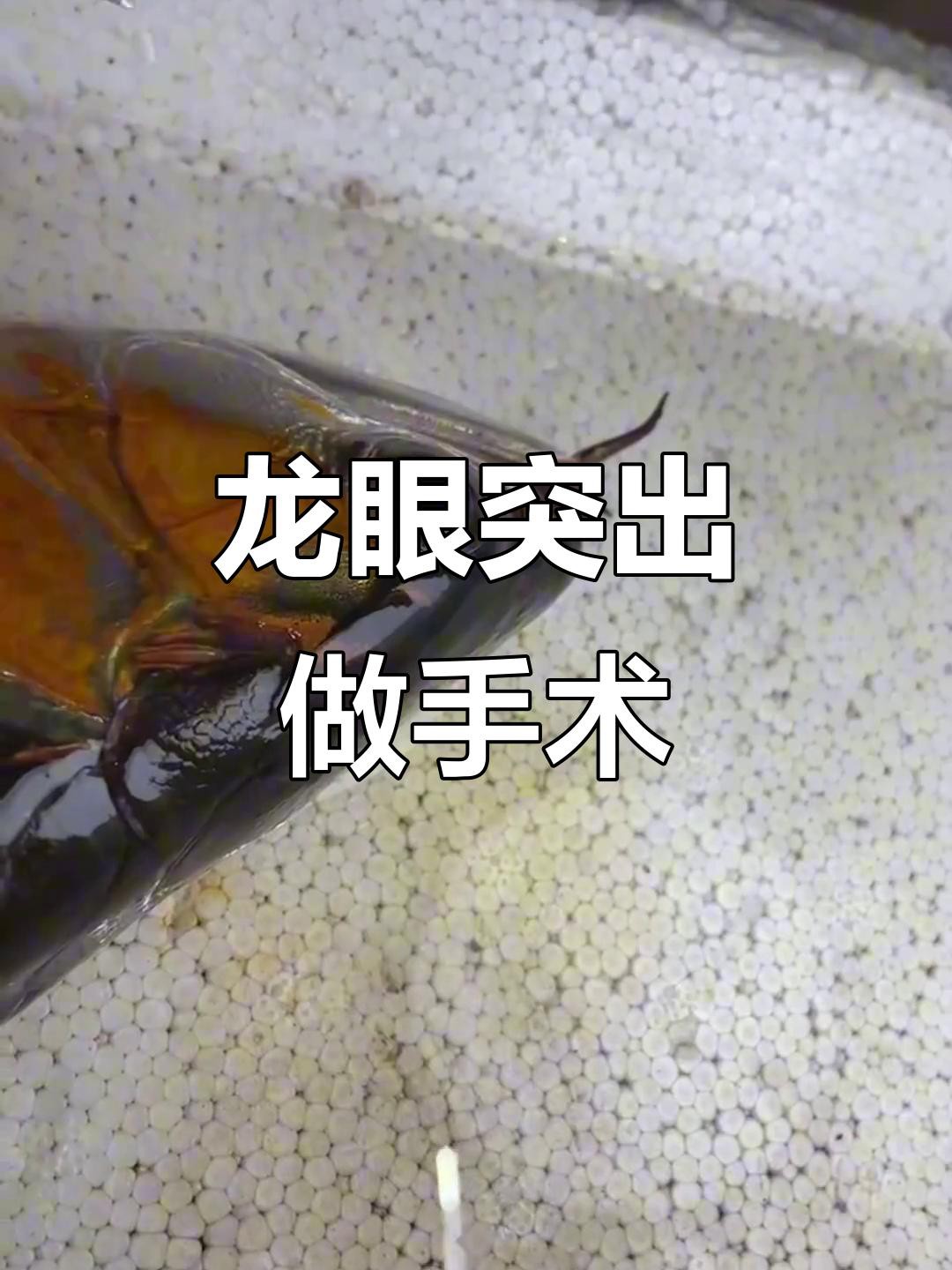 哪種治療方法對龍魚凸眼最有效？，龍魚凸眼有效治療方法摘要