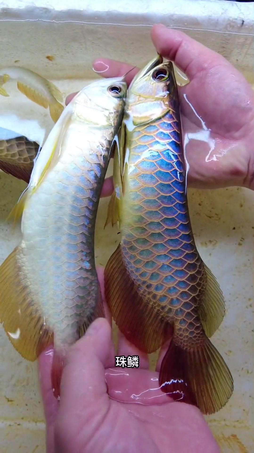 如何辨別金龍魚的品相與等級？，如何區分金龍魚的品相與等級
