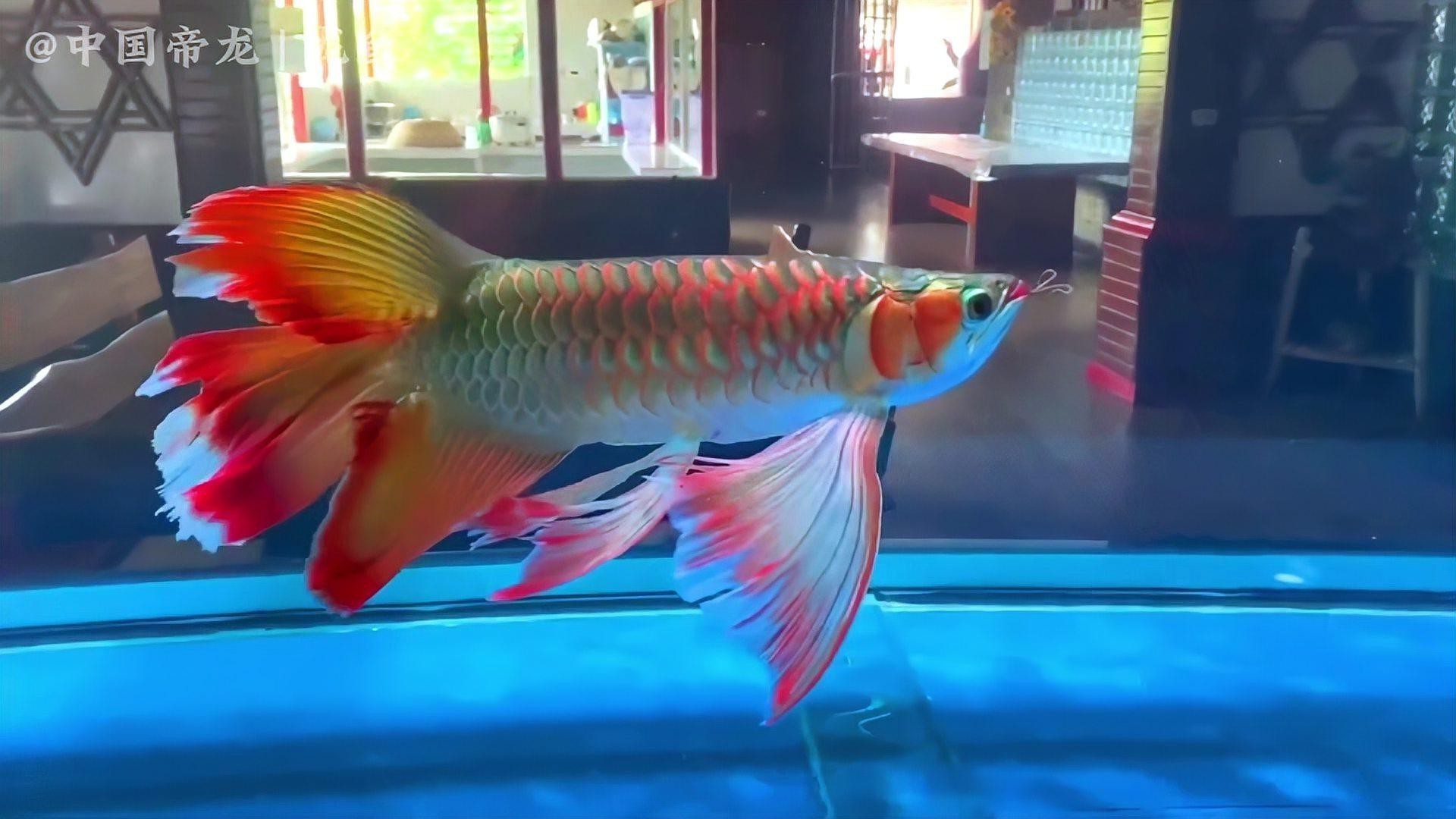 哪種龍魚品種最適合混養？，《哪種龍魚品種最適合混養》銀龍魚混養四種最佳選擇