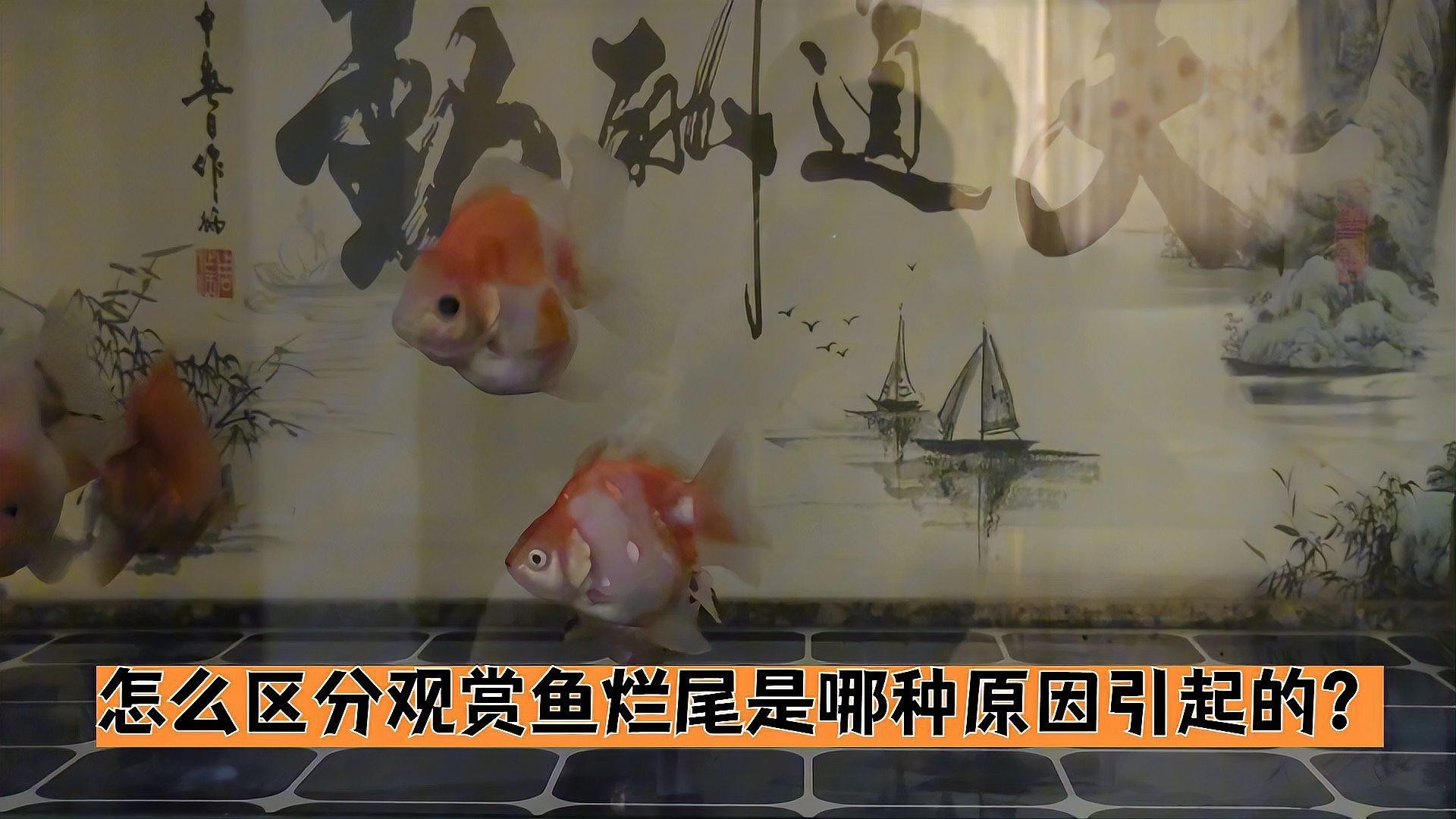 如何判斷龍睛金魚是否得了爛尾病？，龍睛金魚爛尾病如何區(qū)分觀賞魚爛尾是哪種原因引起的