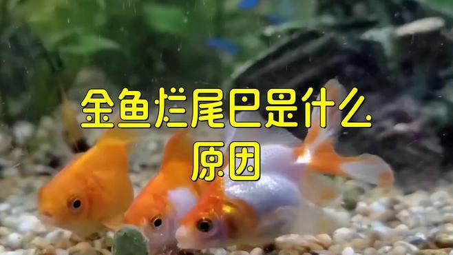 如何判斷龍睛金魚是否得了爛尾病？，龍睛金魚爛尾病如何區分觀賞魚爛尾是哪種原因引起的