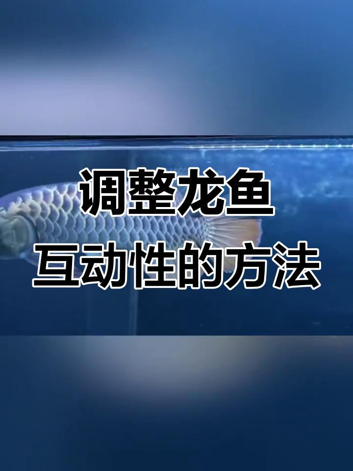 如何培養紅龍魚的互動性？，培養紅龍魚的互動性需要結合環境調整、行為訓練和科學投喂等方法
