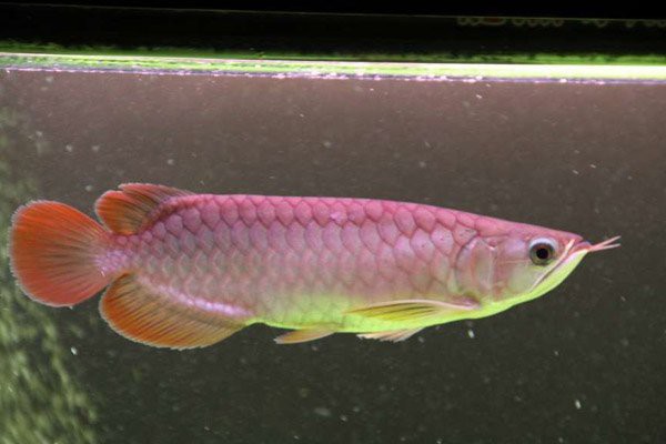 號半龍魚有哪些品種？，號半龍魚并非原生品種而是由超級紅龍與黃尾金龍或青龍雜交培育而成 號半龍魚有哪些品種？，號半龍魚并非原生品種而是由超級紅龍與黃尾金龍或青龍雜交培育而成 龍魚百科 第1張