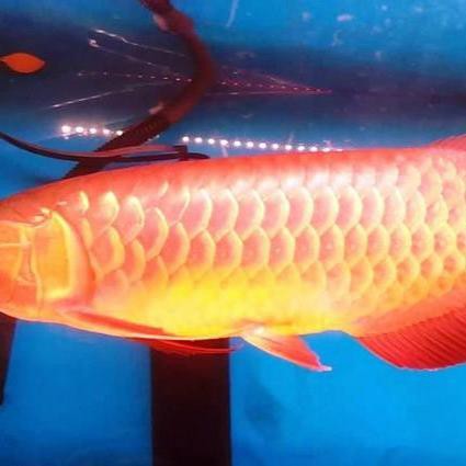 號半龍魚有哪些品種？，號半龍魚并非原生品種而是由超級紅龍與黃尾金龍或青龍雜交培育而成 號半龍魚有哪些品種？，號半龍魚并非原生品種而是由超級紅龍與黃尾金龍或青龍雜交培育而成 龍魚百科 第3張