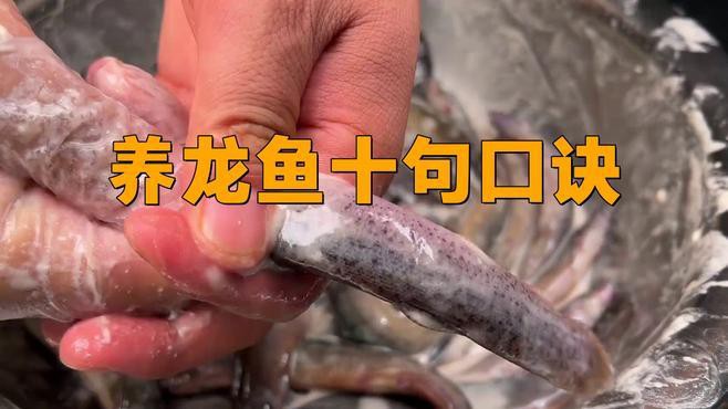 如何飼養和繁殖短身福龍魚，《如何飼養和繁殖短身福龍魚》