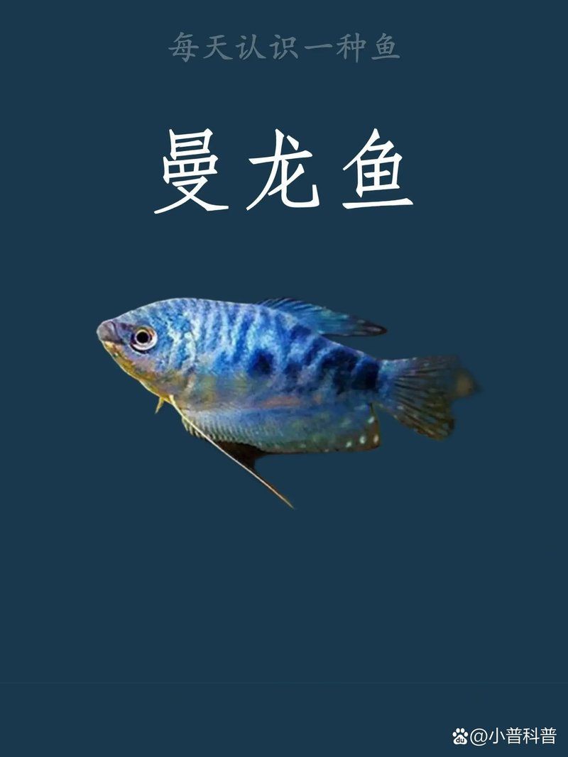 曼龍魚公母比例多少合適？，三十看看,曼龍魚的繁殖需要注意哪些問題