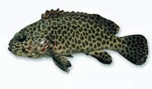 東南亞魚類圖鑒，《東南亞魚類圖鑒》瀾滄江中下游特有魚刺身\