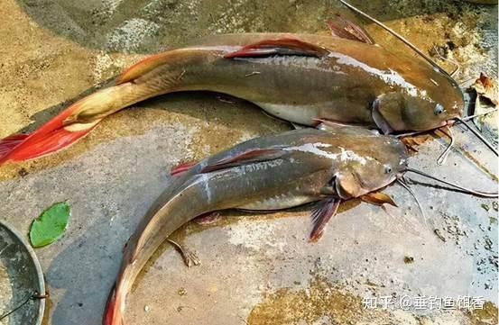 東南亞魚類圖鑒，《東南亞魚類圖鑒》瀾滄江中下游特有魚刺身\