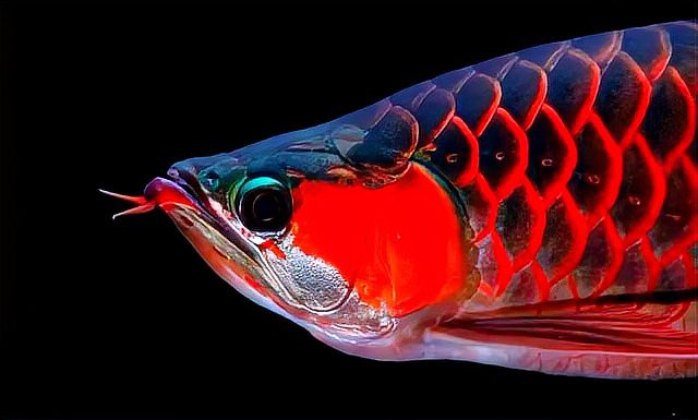 如何照顧懷孕的龍魚？，如何照顧懷孕的龍魚，當龍魚進入懷孕階段 如何照顧懷孕的龍魚？，如何照顧懷孕的龍魚，當龍魚進入懷孕階段 龍魚百科 第4張