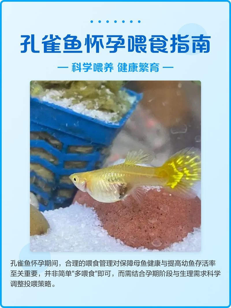 如何照顧懷孕的龍魚？，如何照顧懷孕的龍魚，當龍魚進入懷孕階段 如何照顧懷孕的龍魚？，如何照顧懷孕的龍魚，當龍魚進入懷孕階段 龍魚百科 第6張