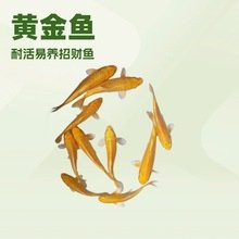 哪里可以批發到金龍魚苗，尋找金龍魚苗的批發渠道有多種選擇