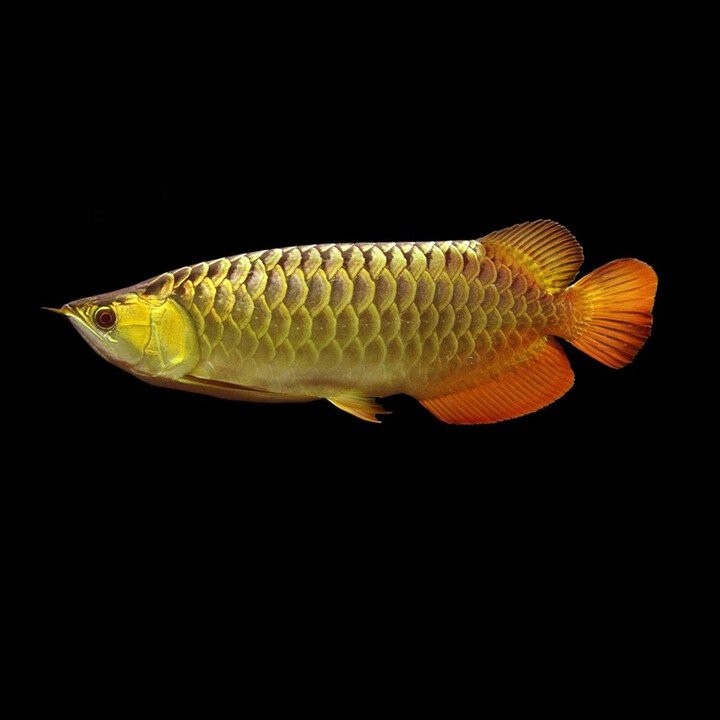 哪里可以購買到正宗的金頭過背金龍魚？，如何選購正宗金頭過背金龍魚