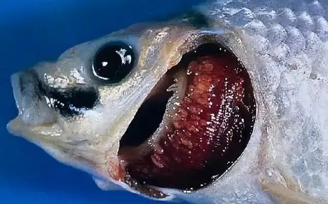 如何判斷龍魚傷口感染是否嚴重？，養魚小藝，如何判斷龍魚傷口感染的嚴重程度