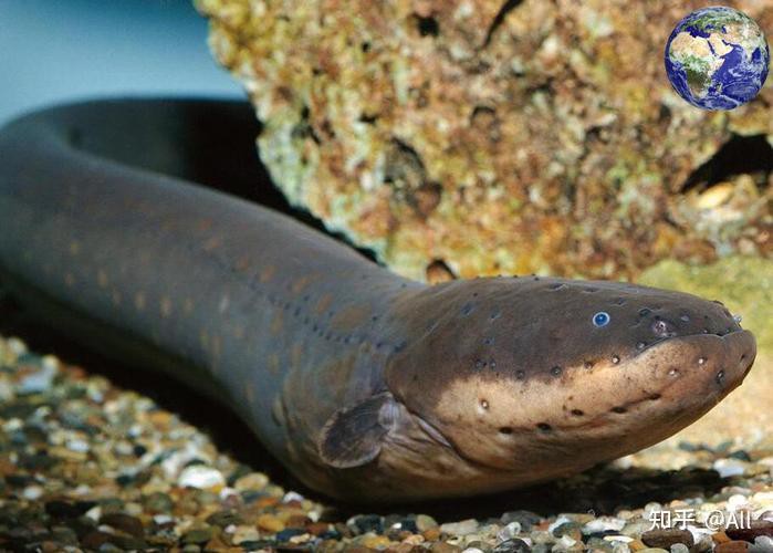 電鰻和蜻蜓的放電區(qū)別，電鰻與蜻蜓放電能力分配策略使其機(jī)制和用途截然不同