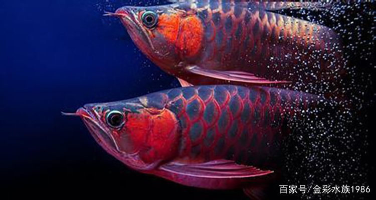 如何促進龍魚發色？，如何促進龍魚發色