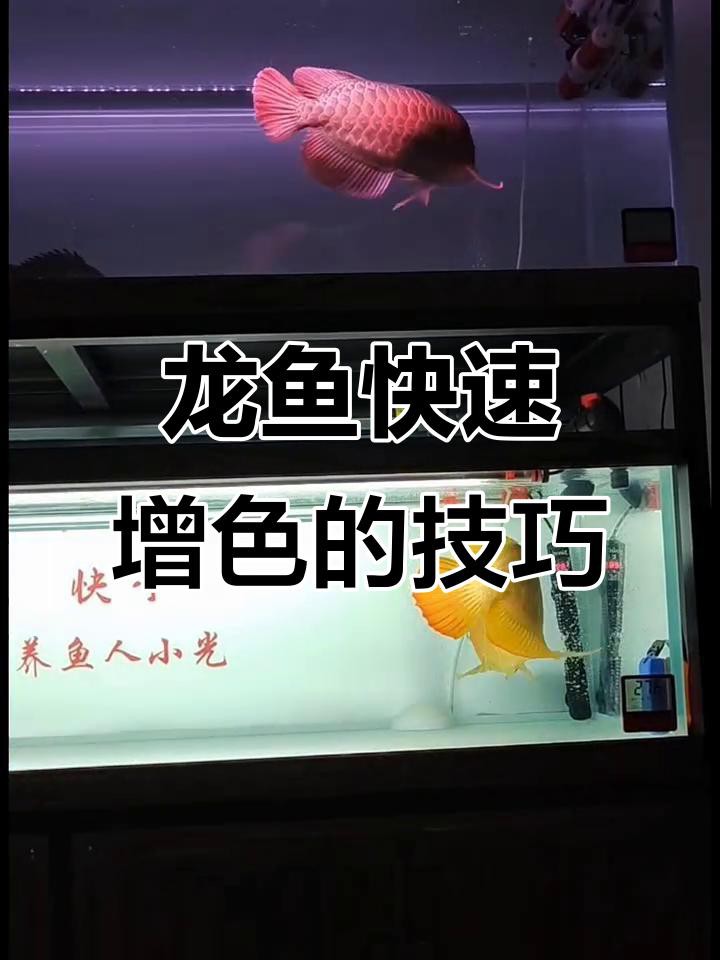 如何促進龍魚發色？，如何促進龍魚發色