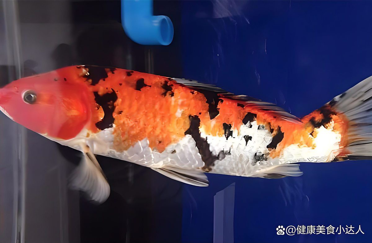 如何判斷龍魚立鱗病是否復發？，龍魚立鱗病多久會復發？ 如何判斷龍魚立鱗病是否復發？，龍魚立鱗病多久會復發？ 龍魚百科 第3張