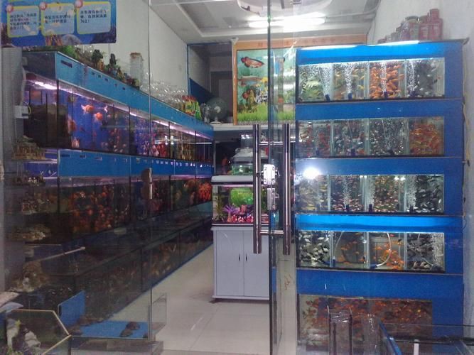 濰坊龍魚店，奎文區北苑迷戀龍魚水族店