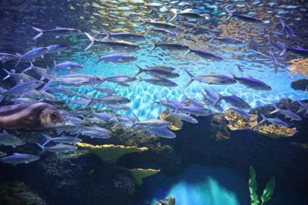 長沙水族店，長沙擁有多家特色鮮明的水族店主要集中在雨花區的紅星花卉市場及周邊區域