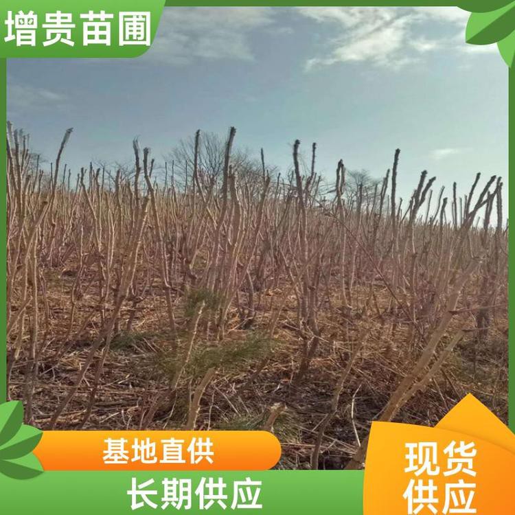 揚州龍魚店，揚州龍魚價格是多少 揚州龍魚店，揚州龍魚價格是多少 全國水族館企業名錄 第1張
