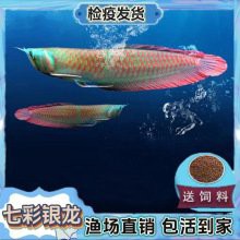 哪里可以購買到優質的紅龍魚苗？，廣州紅龍魚場祥龍魚場 哪里可以購買到優質的紅龍魚苗？，廣州紅龍魚場祥龍魚場 龍魚百科 第2張