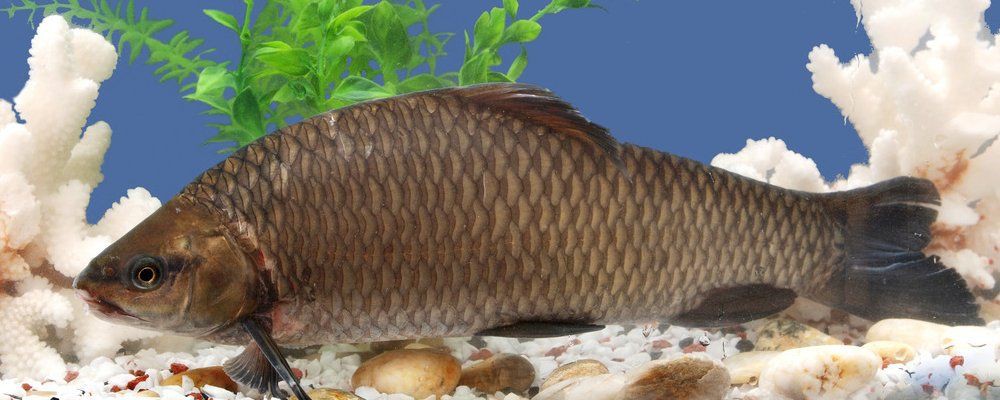 鯉魚(yú)快死啦咋救活啊，錦鯉交叉感染急救指南奄奄一息的魚(yú)怎么救活救活病魚(yú)