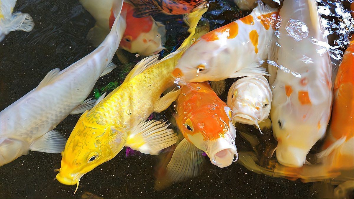 鯉魚(yú)快死啦咋救活啊，錦鯉交叉感染急救指南奄奄一息的魚(yú)怎么救活救活病魚(yú)