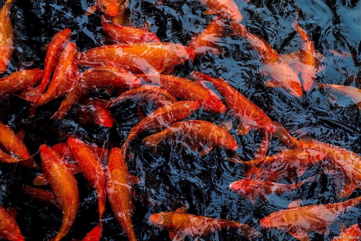 鯉魚快死啦咋救活啊，錦鯉交叉感染急救指南奄奄一息的魚怎么救活救活病魚