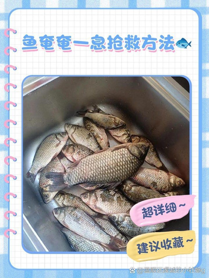 鯉魚(yú)快死啦咋救活啊，錦鯉交叉感染急救指南奄奄一息的魚(yú)怎么救活救活病魚(yú)