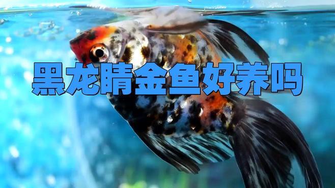 養黑龍睛需要哪些飼料？，新手養龍睛金魚指南,避坑攻略毛球翻滾記,