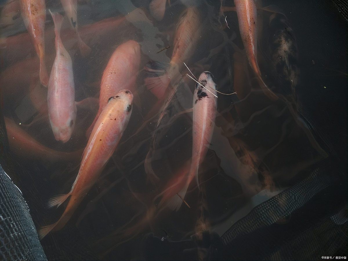 養黑龍睛需要哪些飼料？，新手養龍睛金魚指南,避坑攻略毛球翻滾記,