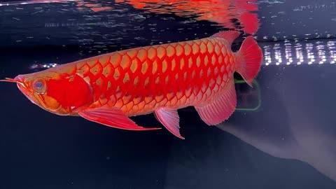 大紅龍魚的市場需求量如何？，大紅龍魚市場需求旺盛且持續增長