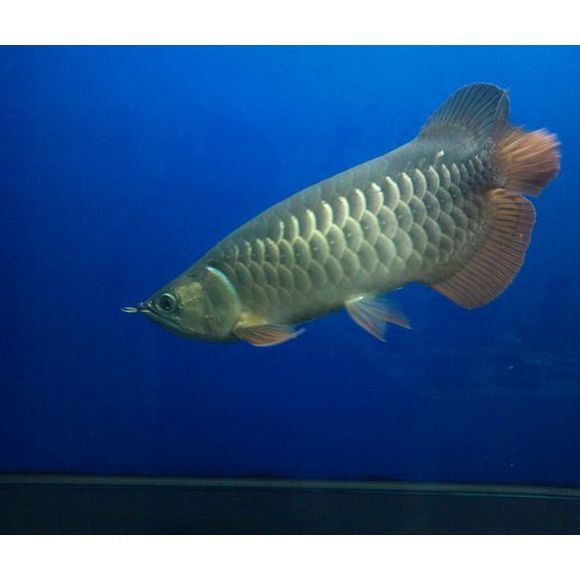 哪些食物適合龍魚外傷恢復？，《哪些食物適合龍魚外傷恢復？》