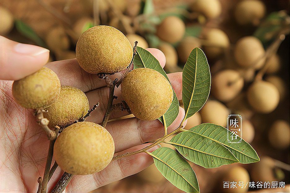 如何挑選新鮮無(wú)病害的龍眼，如何挑選新鮮無(wú)病害的龍眼，牢記4個(gè)技巧，一挑一個(gè)準(zhǔn)