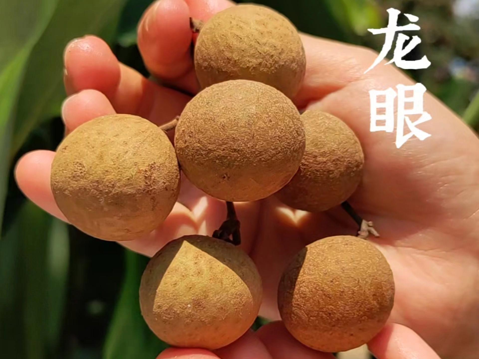 如何挑選新鮮無(wú)病害的龍眼，如何挑選新鮮無(wú)病害的龍眼，牢記4個(gè)技巧，一挑一個(gè)準(zhǔn)