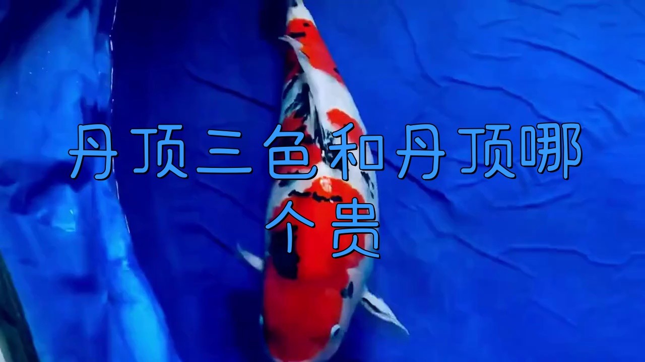 丹頂錦鯉為什么這么貴，丹頂錦鯉價格昂貴，原因多元其外觀獨具魅力，其外觀獨具魅力
