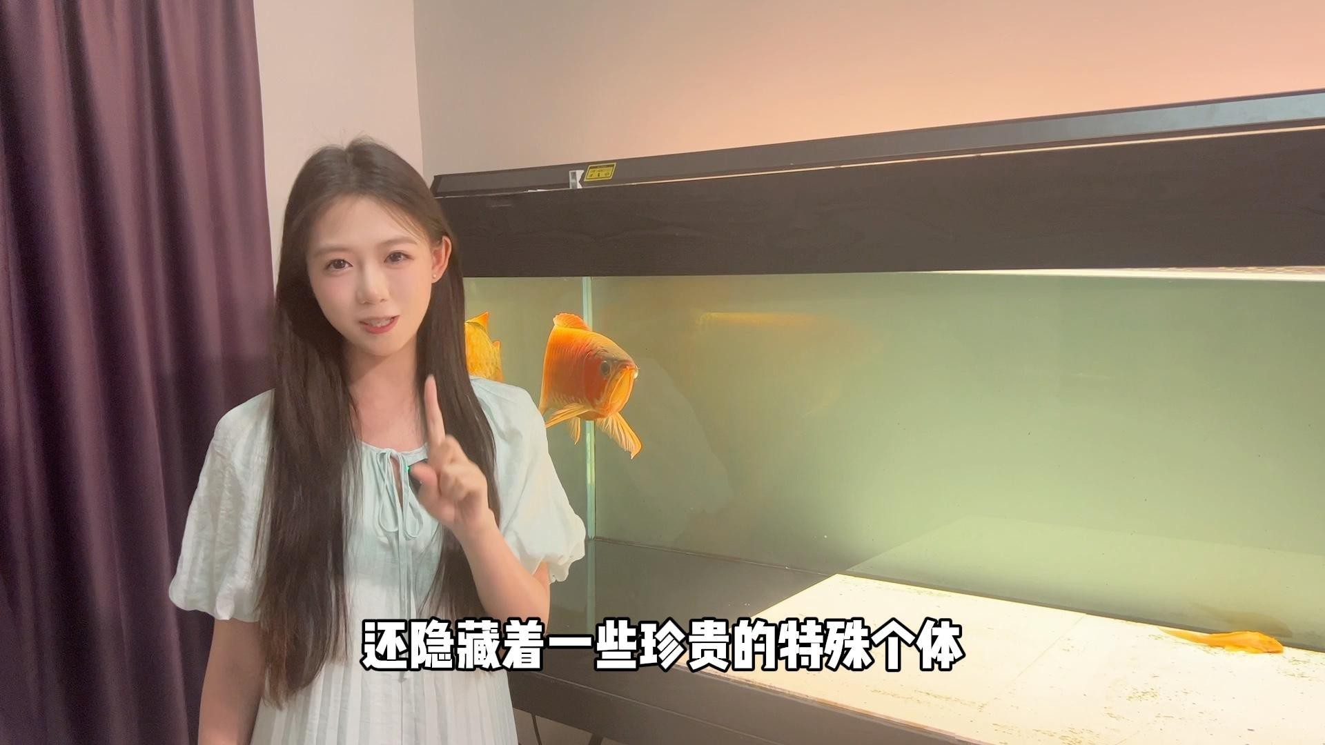 如何辨別白金龍魚的品質？，如何挑選優質白金龍魚