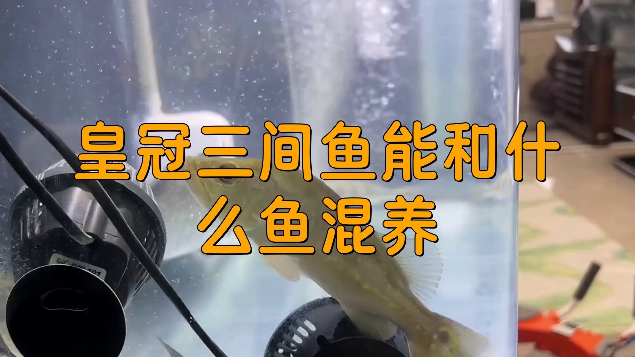 三間魚和龍魚混養需要注意什么？，《三間魚和龍魚混養注意事項》資深魚友分享龍魚混養指南