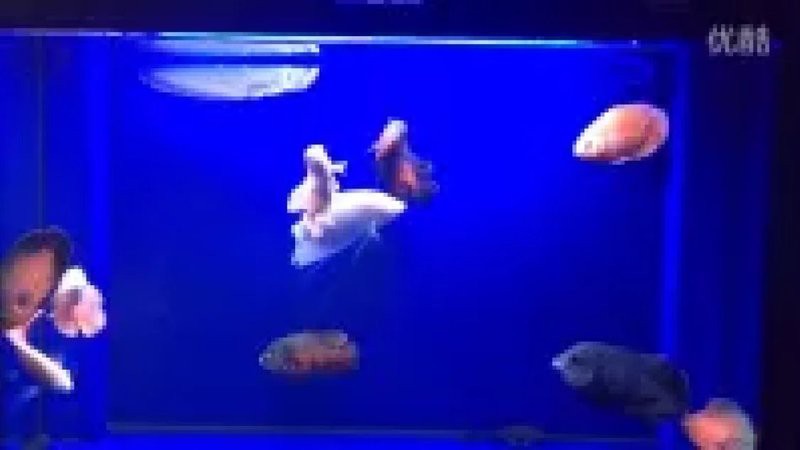 地圖魚和龍魚混養需要多大的魚缸？，地圖魚和龍魚混養需要多久換一次水？