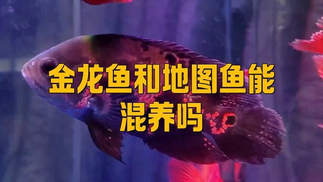 地圖魚和龍魚混養需要多大的魚缸？，地圖魚和龍魚混養需要多久換一次水？
