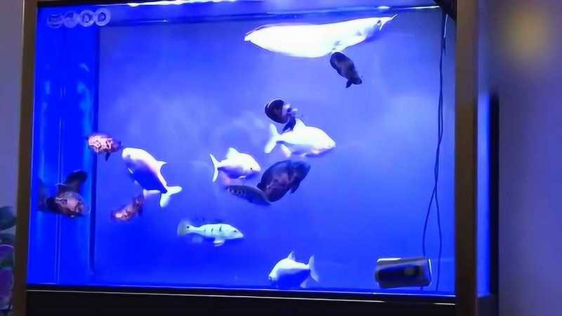 地圖魚和龍魚混養需要多大的魚缸？，地圖魚和龍魚混養需要多久換一次水？